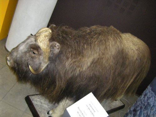 A stuffed muskox from Greenland.  Found in the Royal Library.